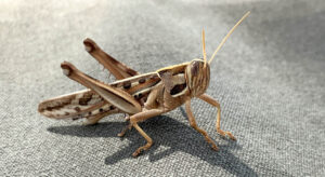 Crickets High Price Pants Innings And The Dangers Of The Game Taha Hashim - 7hy8x9d
