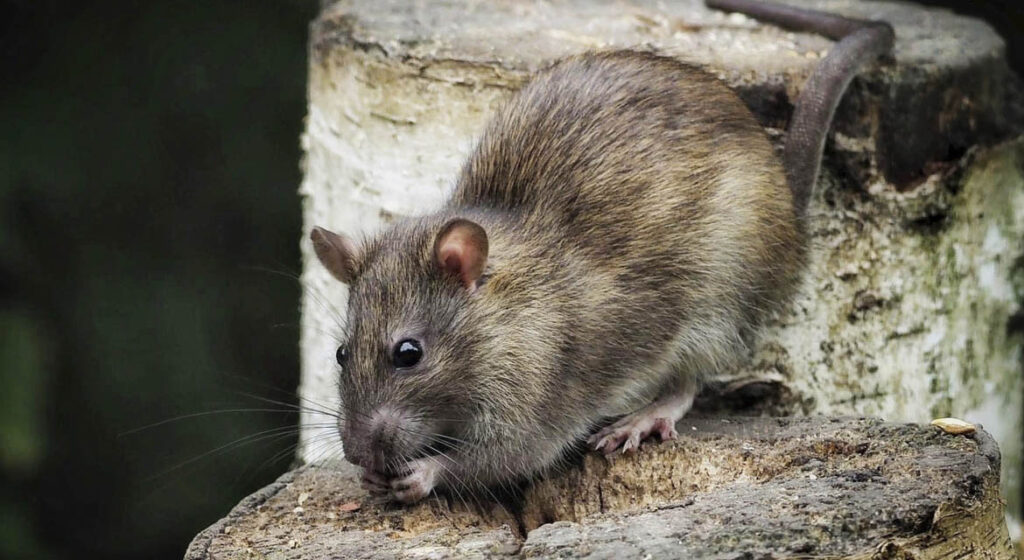 Are Rats Dangerous PestPlans