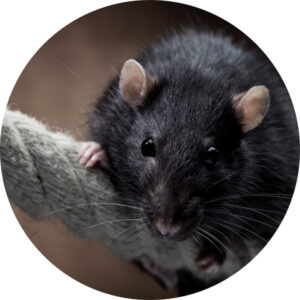 Understanding Rats: Pest Control for a Rodent-Free Home