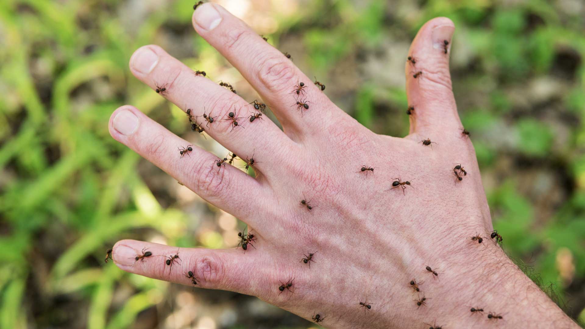 hand covered in ants