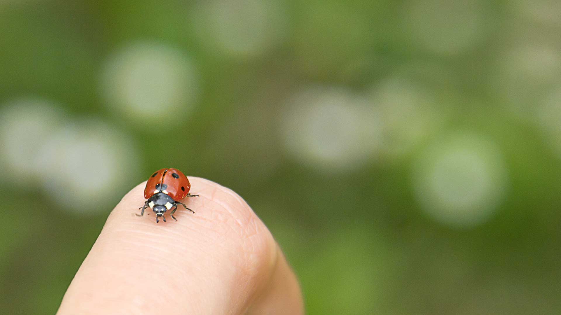 Ladybug on someones finger