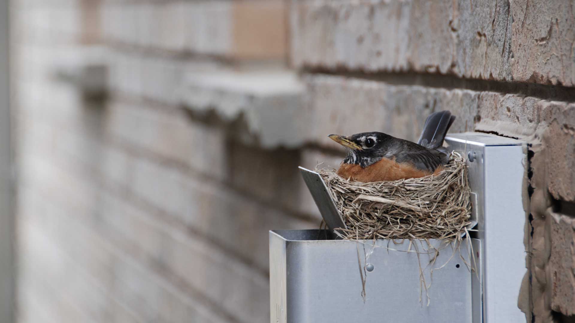 Little bird sitting in nest on house