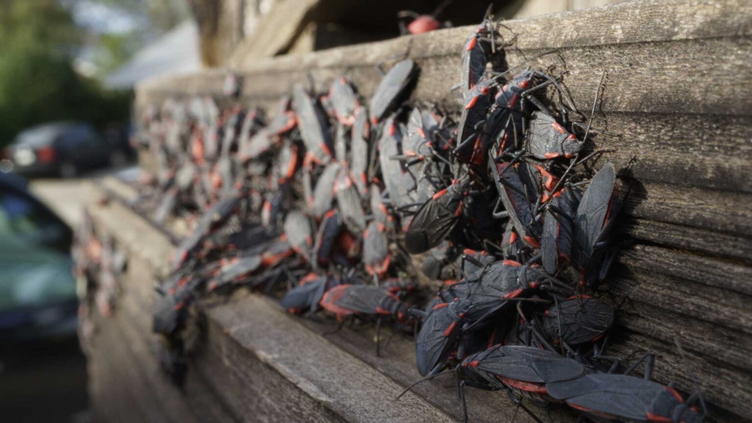 Are Boxelder Bugs Harmful or Dangerous? - PestPlans.com
