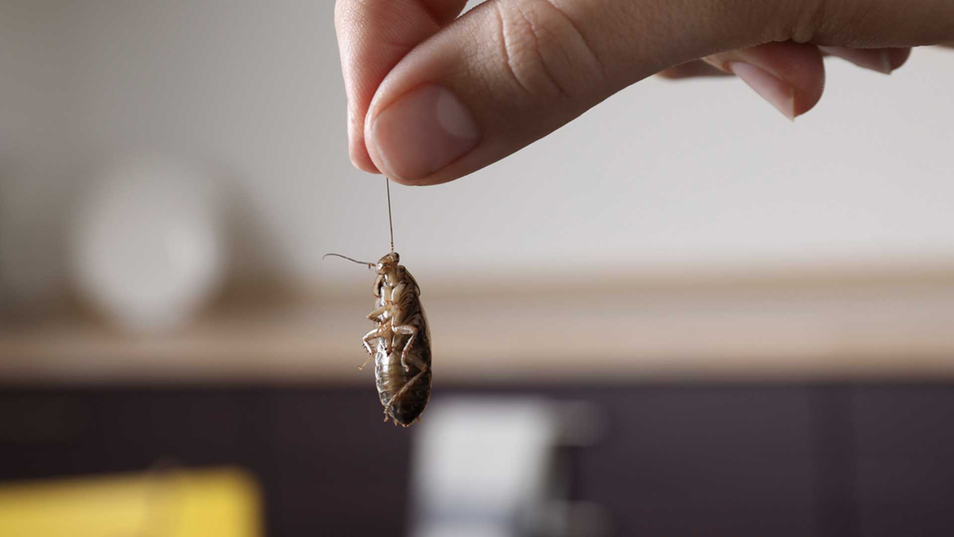 person holding up dead roach