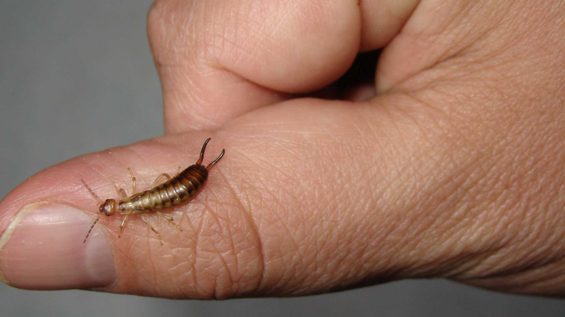 Earwig on persons hand