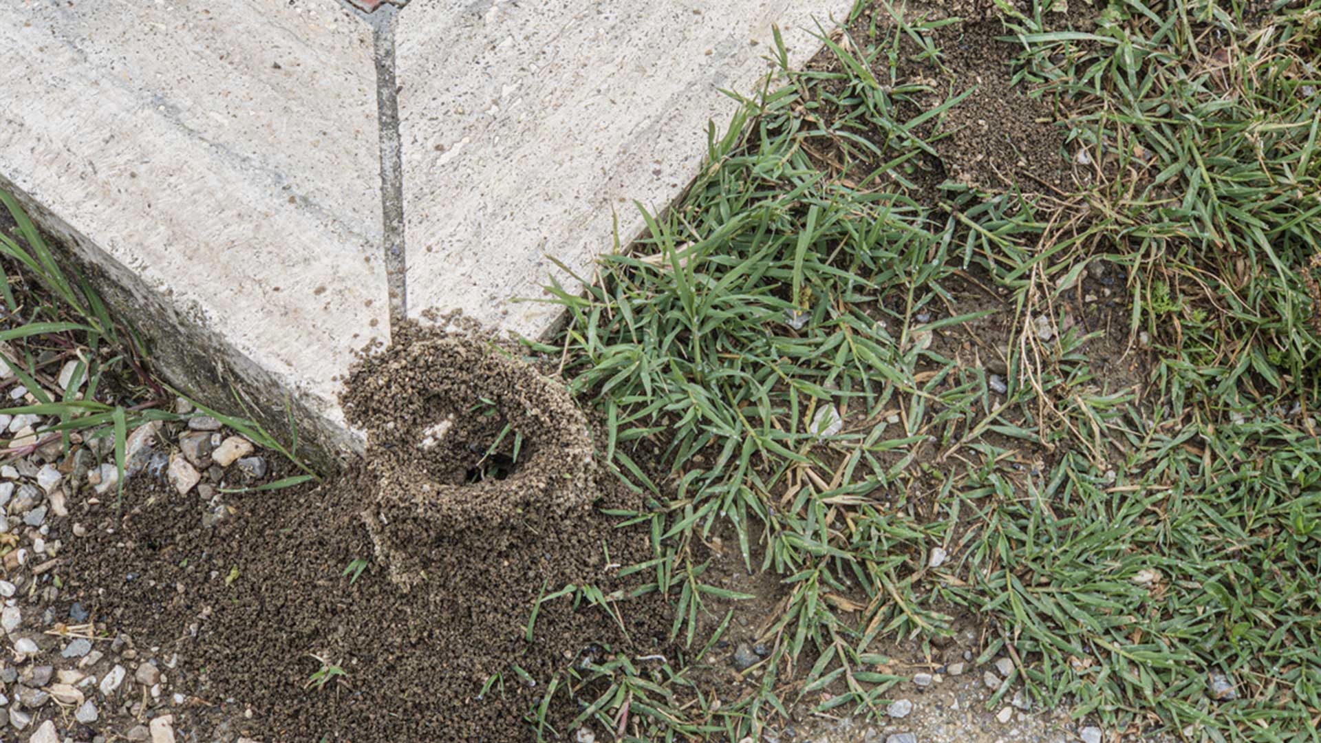 Ant mounds on concrete patio corner