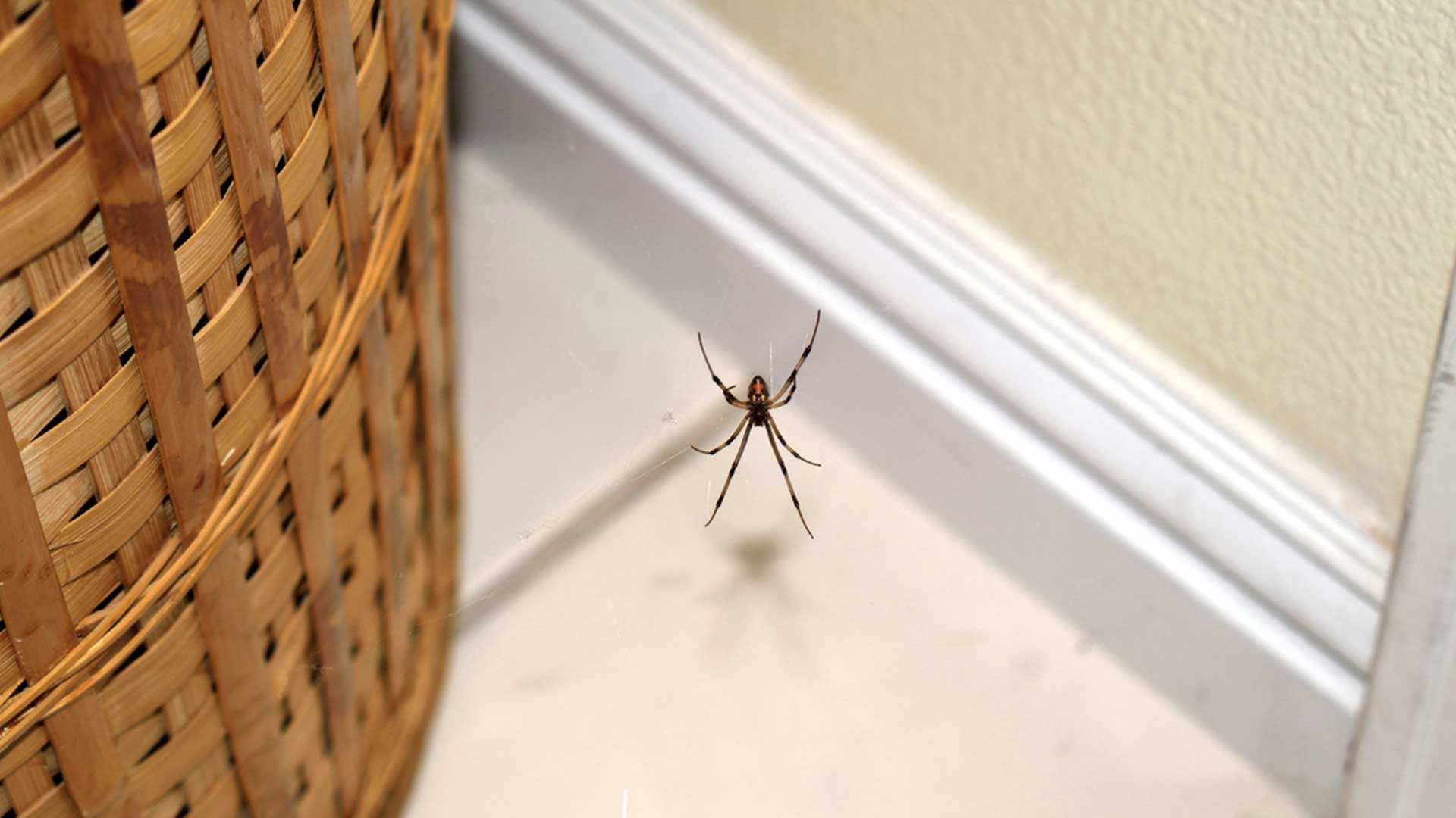 spider on web next to wicker basket