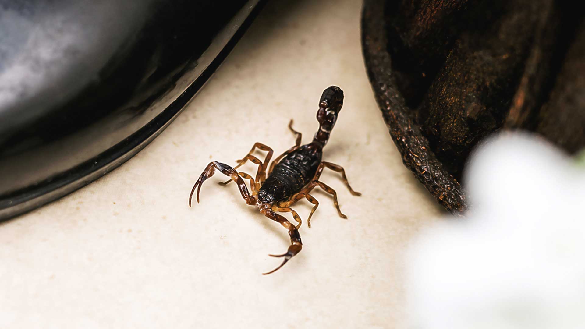 scorpion inside home running between shoes