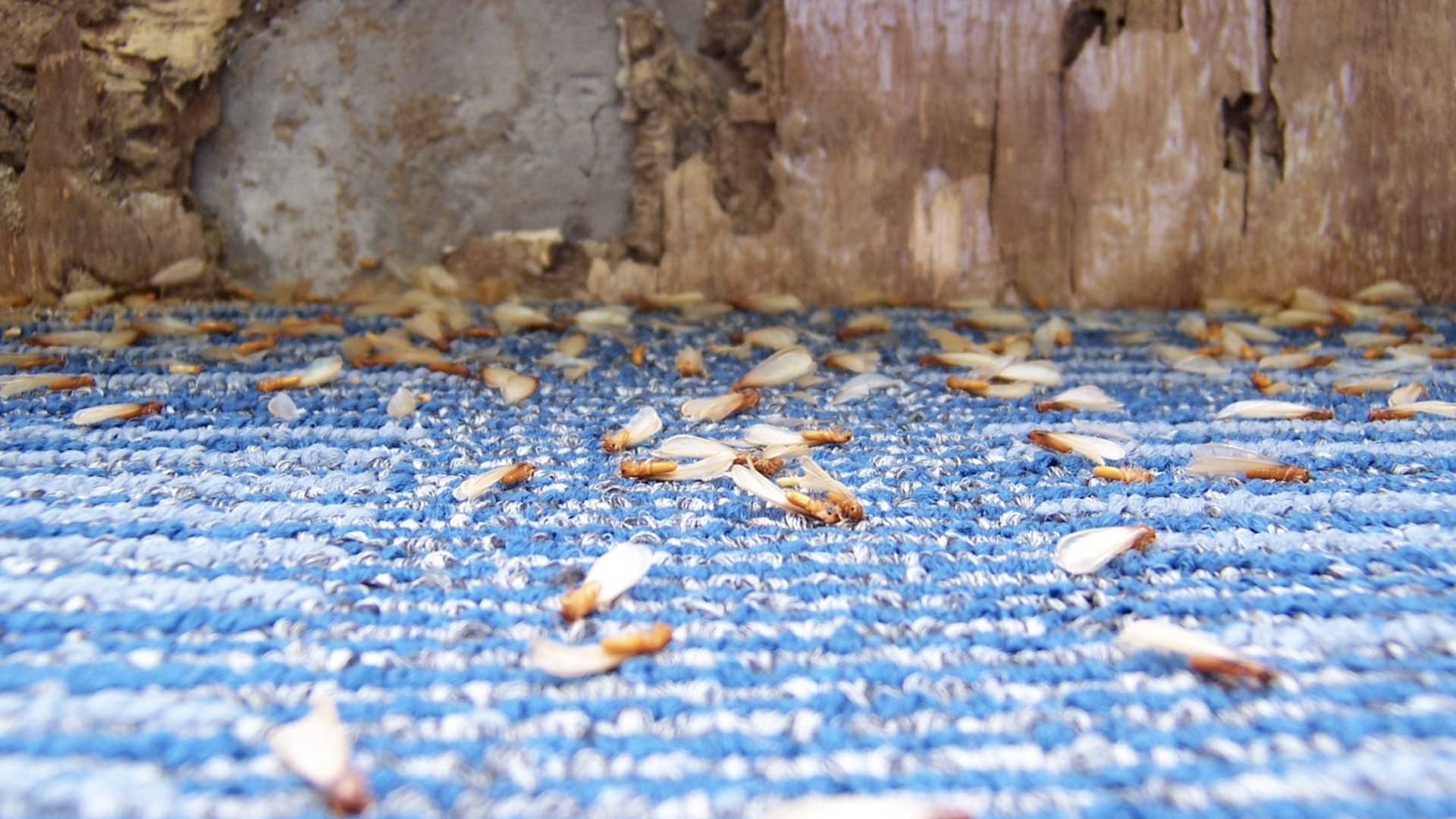 dead termites on floor by rotted wood