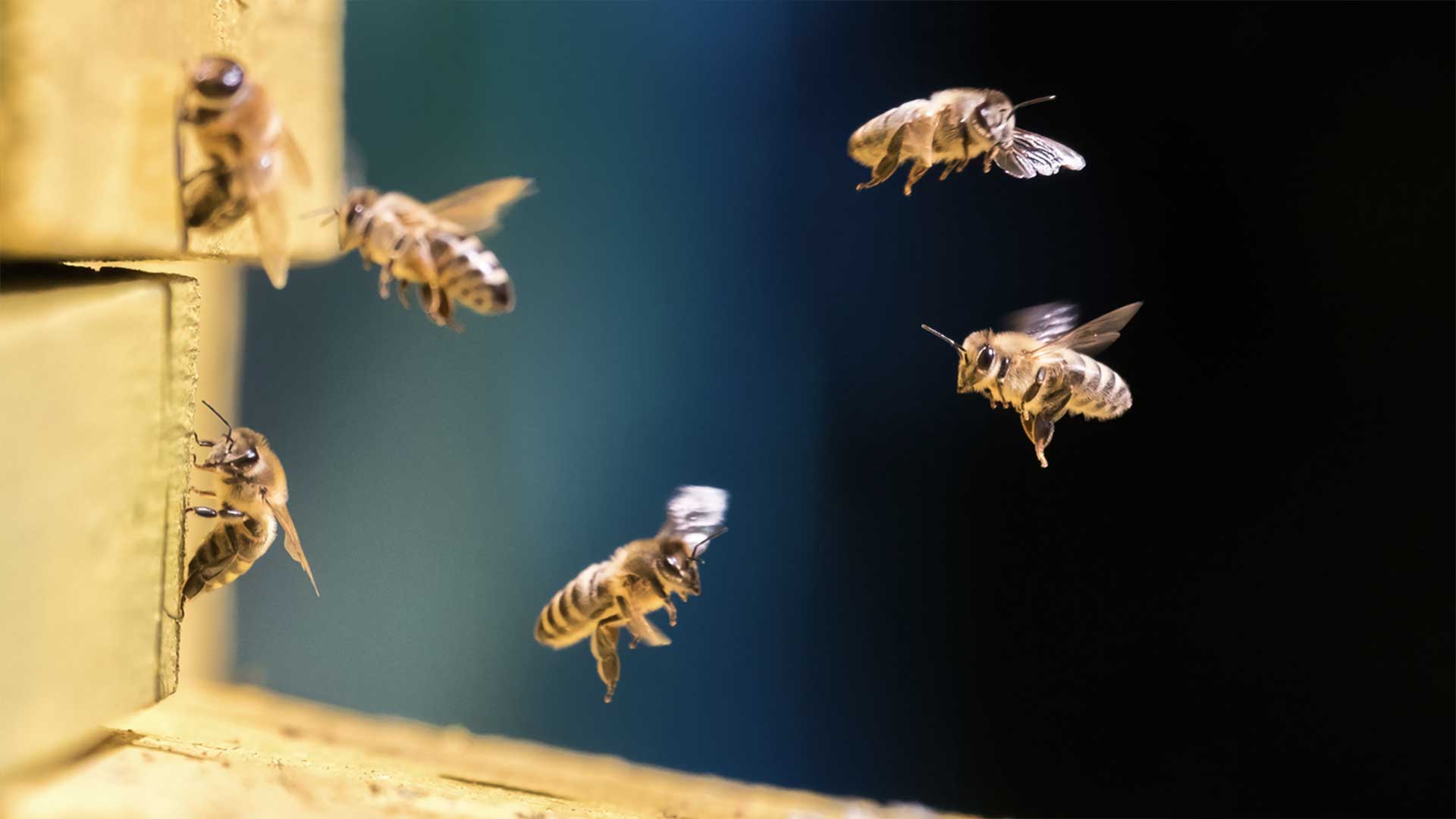 Group of bees flying into a hive