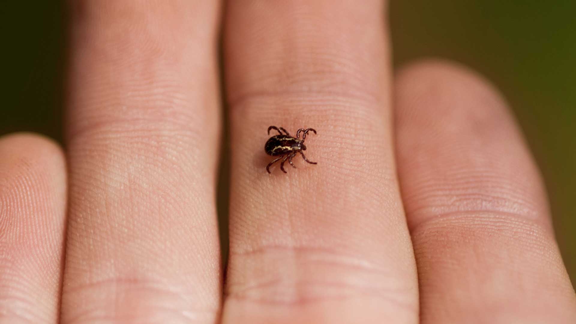 Tick crawling over someone's fingers