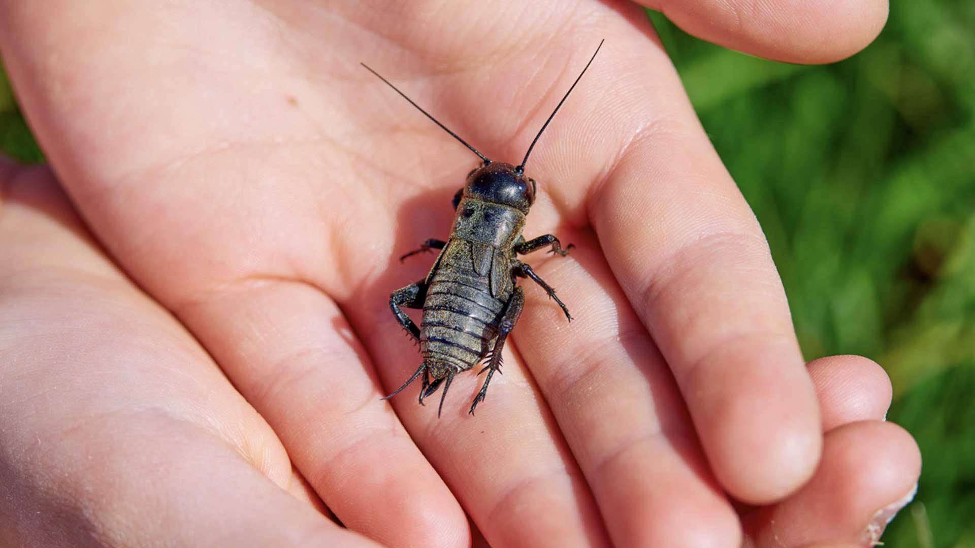 person holding cricket in hands