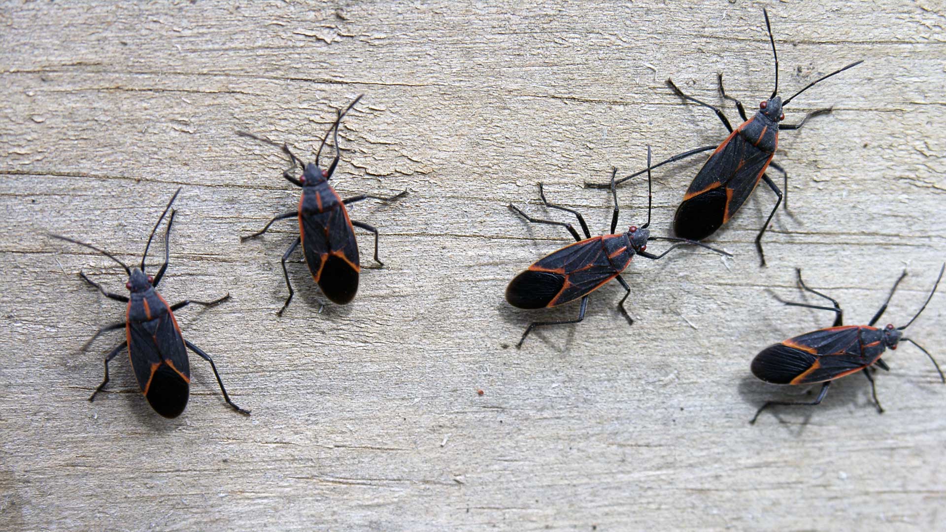 group of boxelders on wooden siding