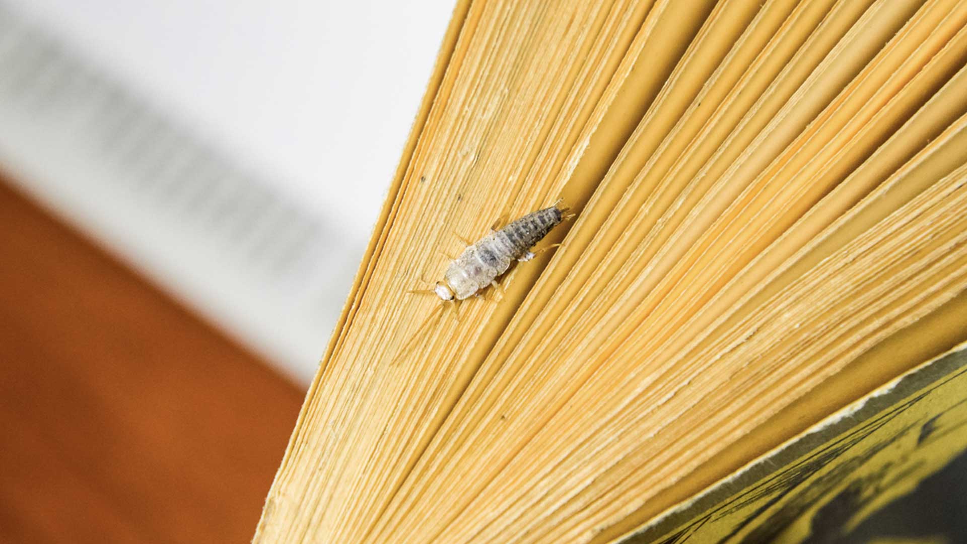 silverfish bug crawling on old book