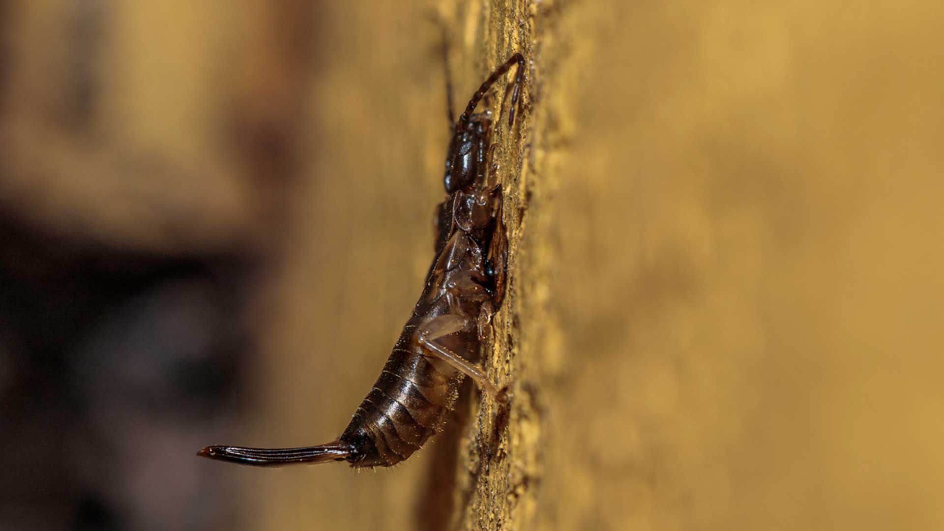 Young earwig on wooden fencing outside