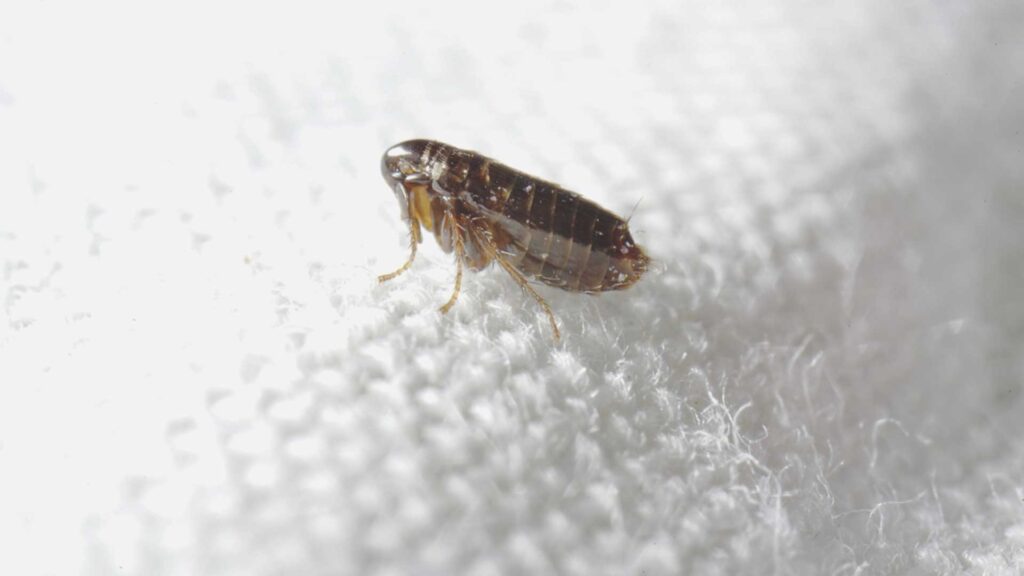 Fleas in House Without Pets Causes and Solutions