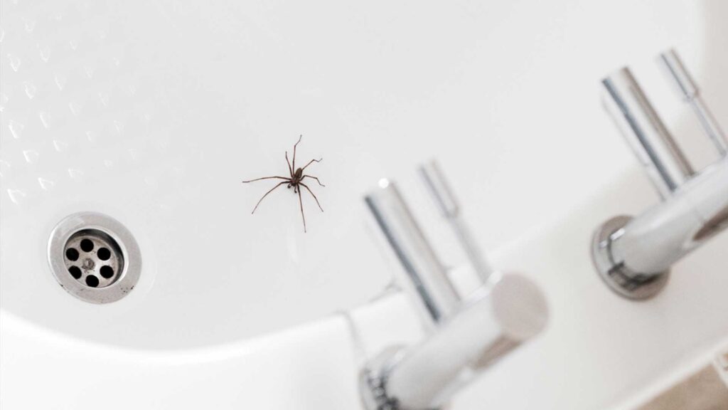 How can I prevent spider infestations in my home? - PestPlans.com