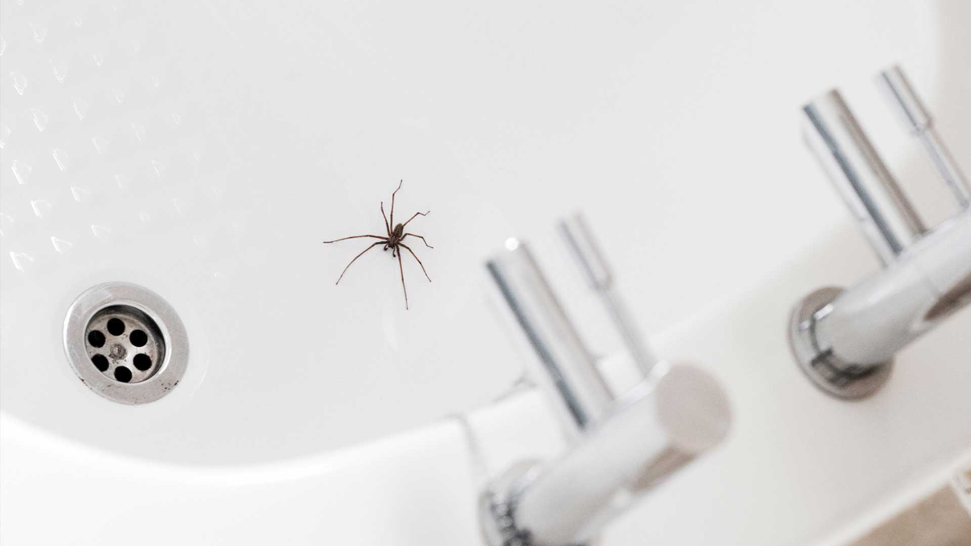 big recluse spider in sink