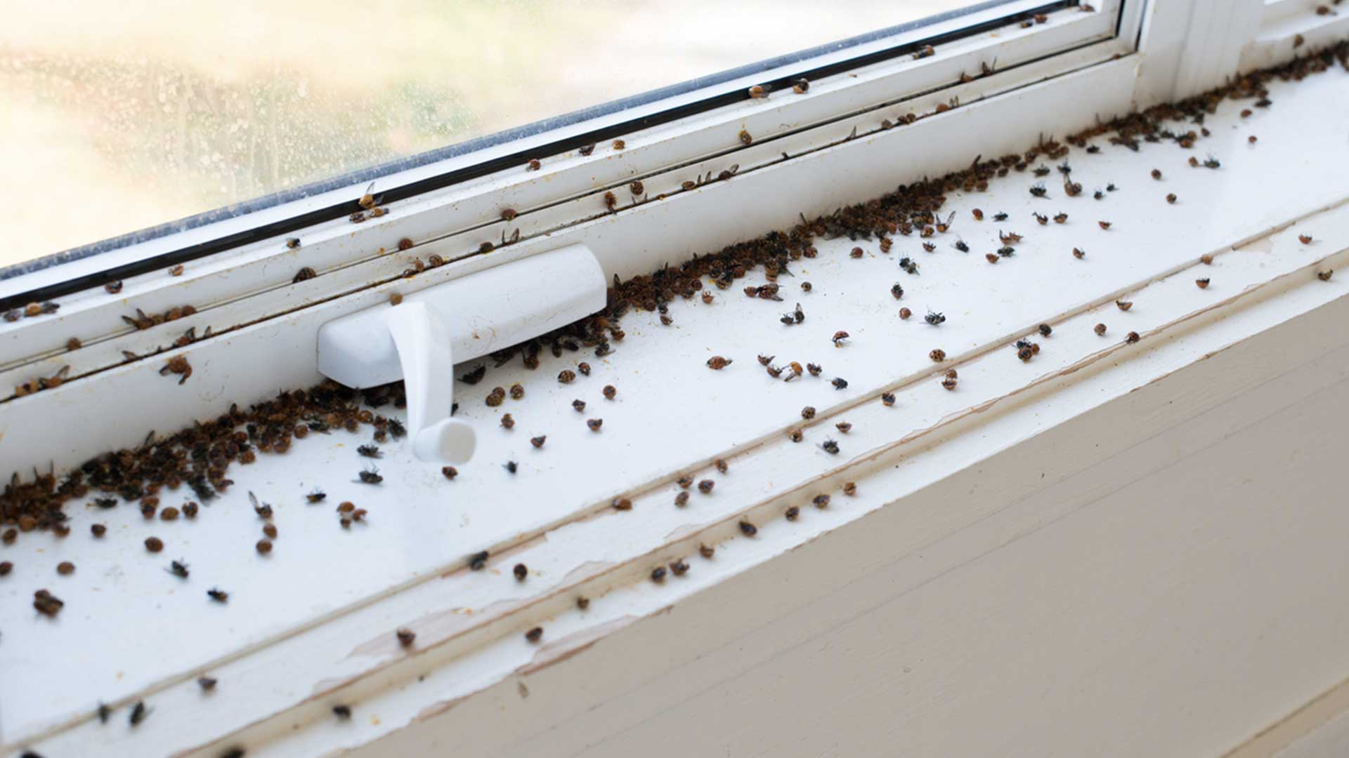 Ladybug infestation on window ledge