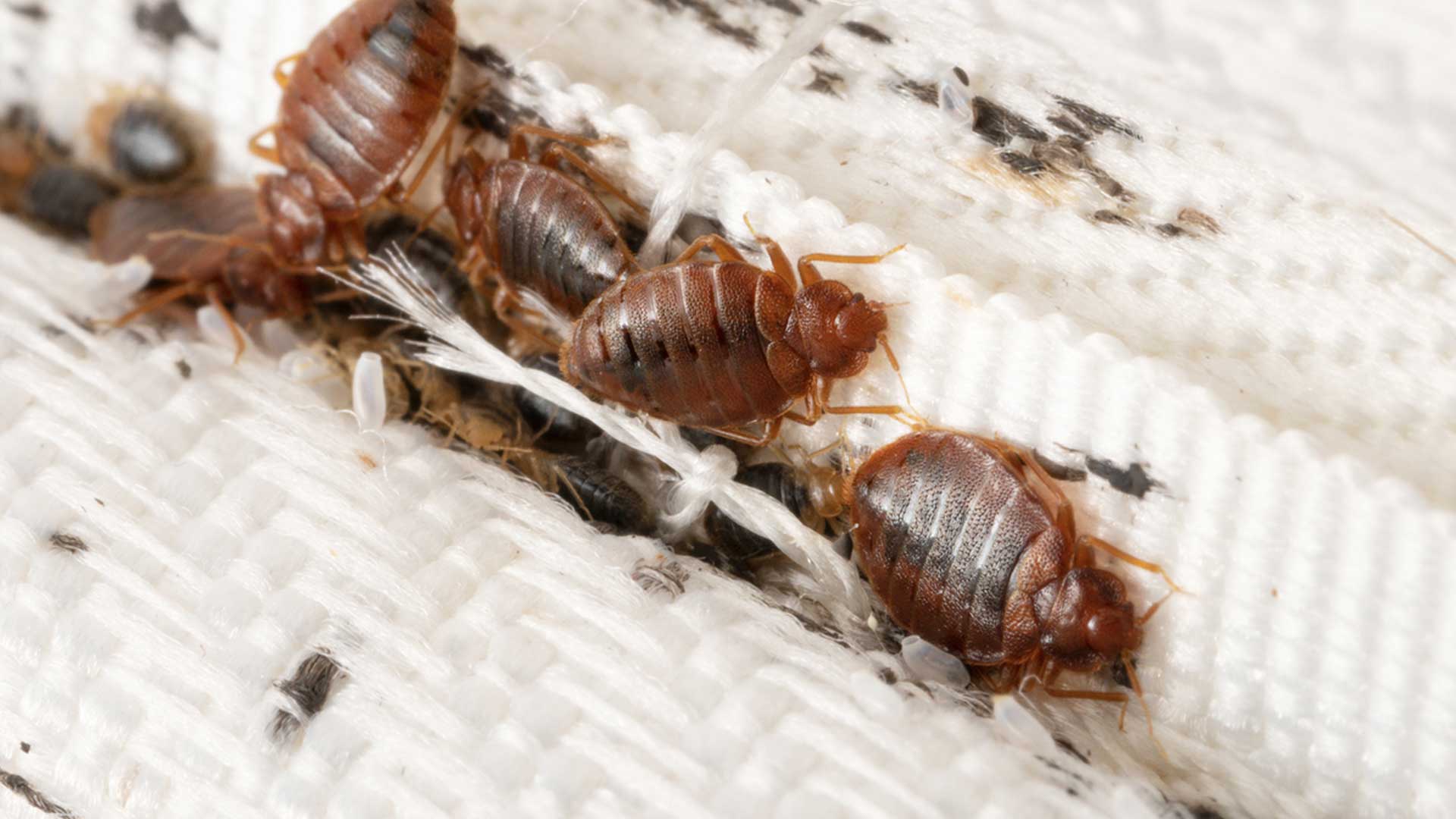 Bedbugs crawling on linen