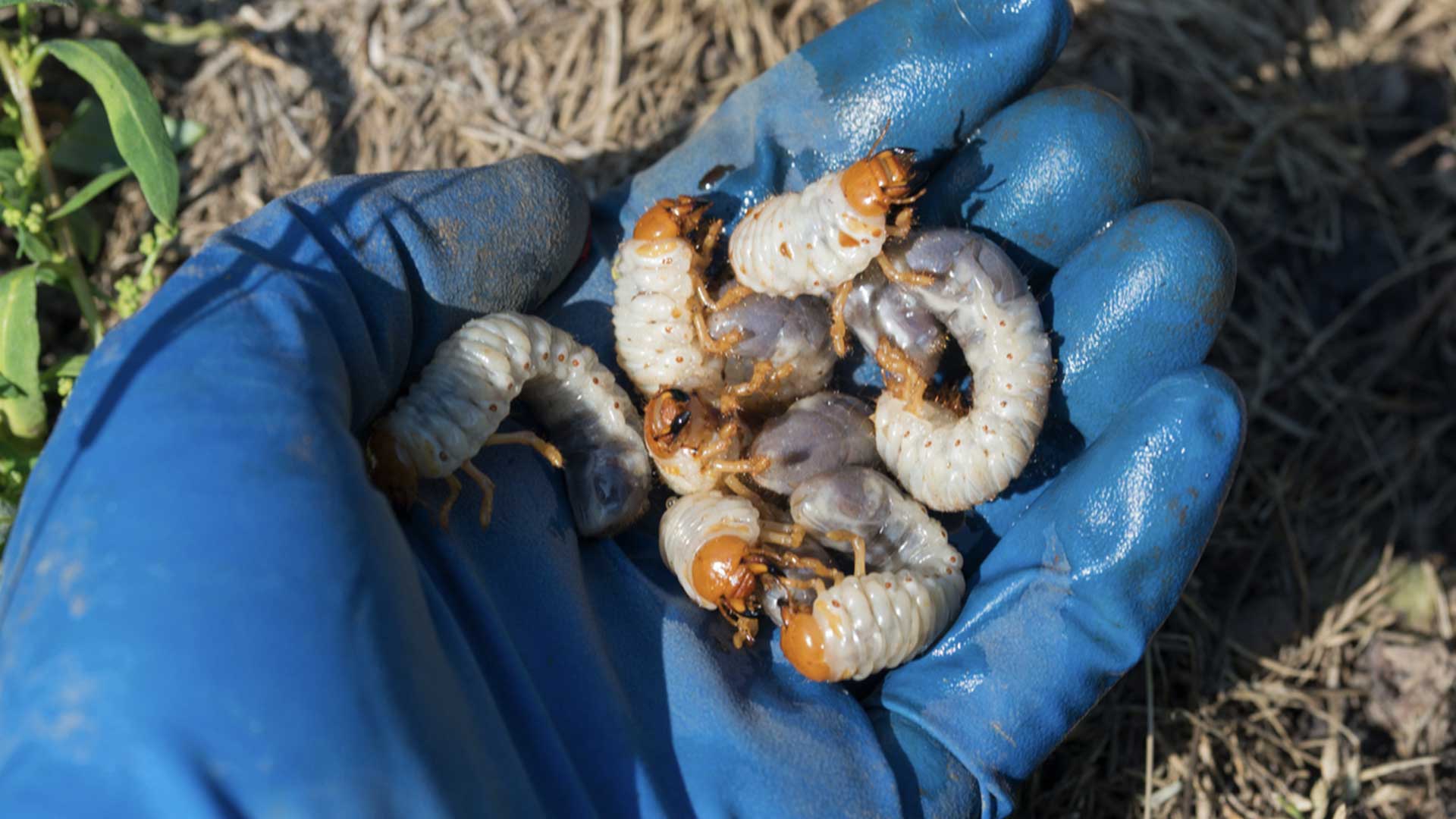 person wearing gloves holding grub infestation in hand