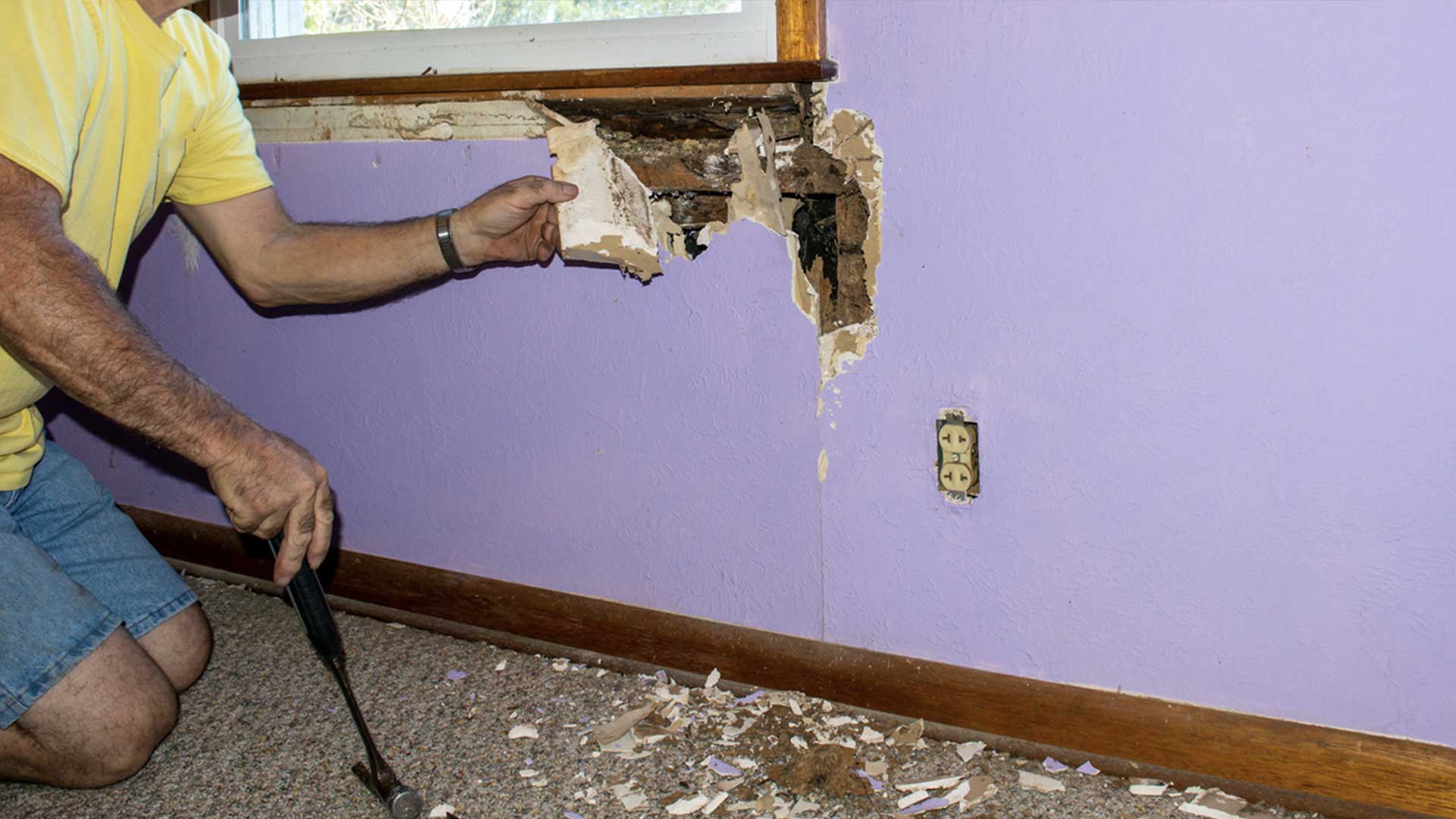 termite infestation behind drywall