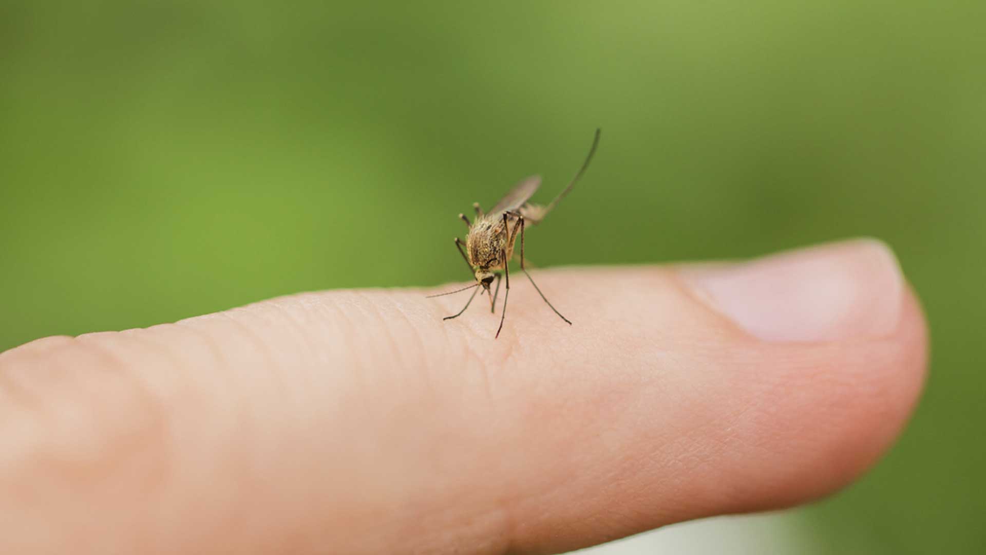 Mosquito on finger