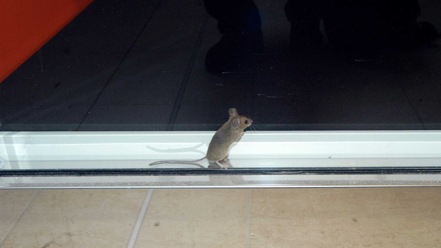 Is It Dangerous to Have Mice in Your Home?