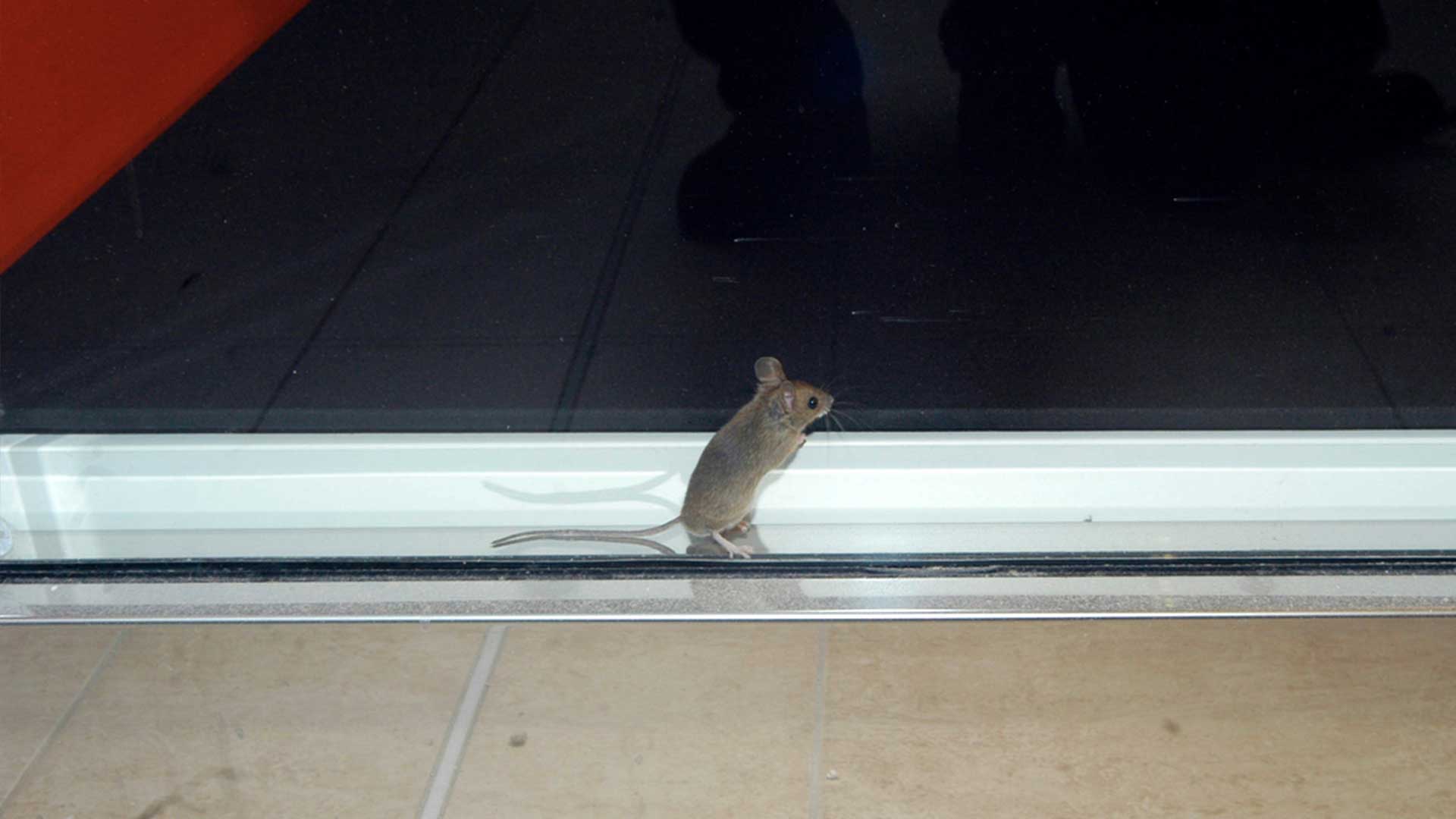 small brown mouse crawling over door frame