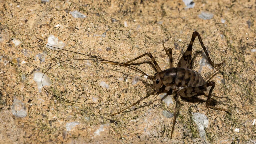 How Can I Prevent Cricket Infestations?