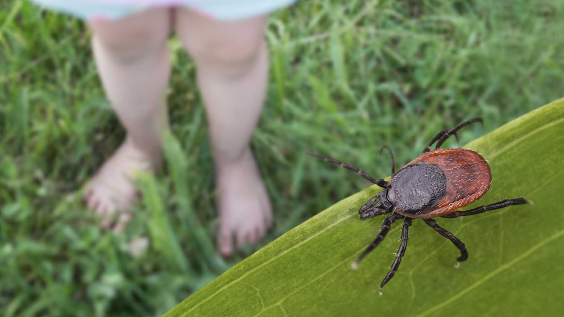 tick crawling on plant leaf with kid in the background