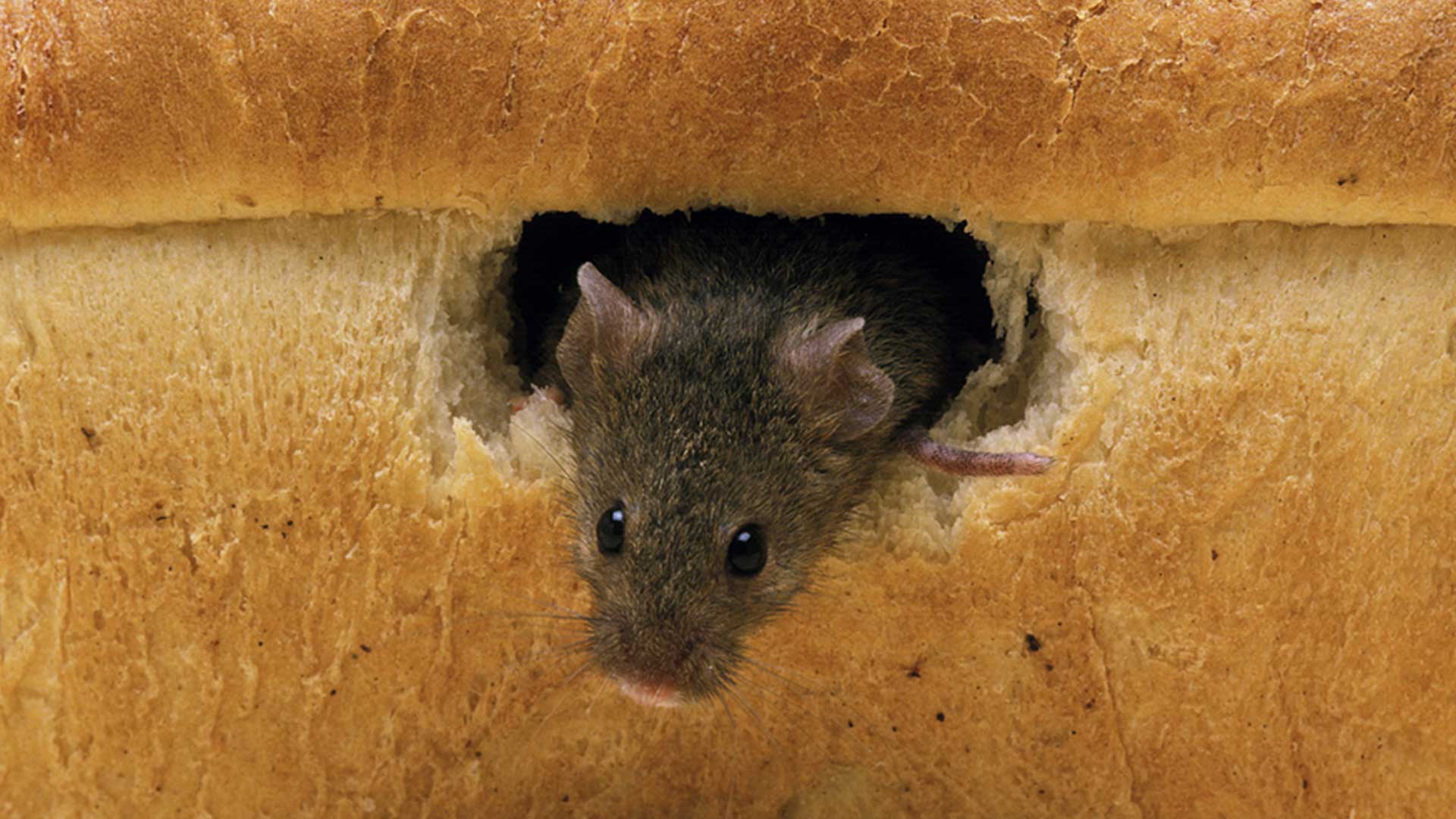 mouse eating through loaf of bread