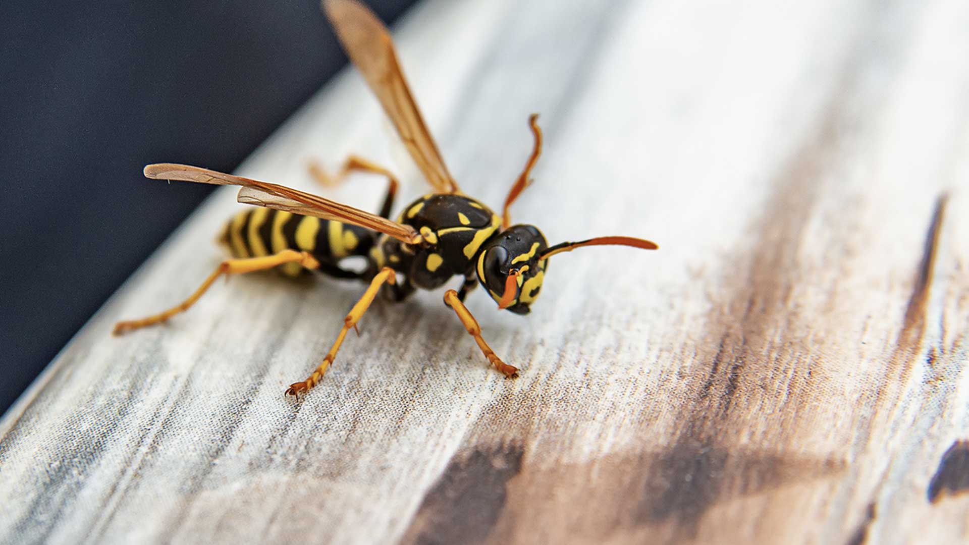 giant yellow wasps crawling on wood