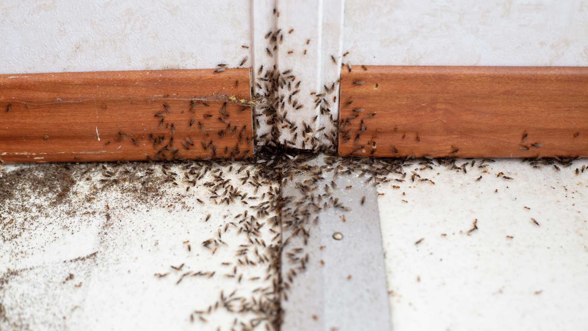 Flying ants infesting baseboards