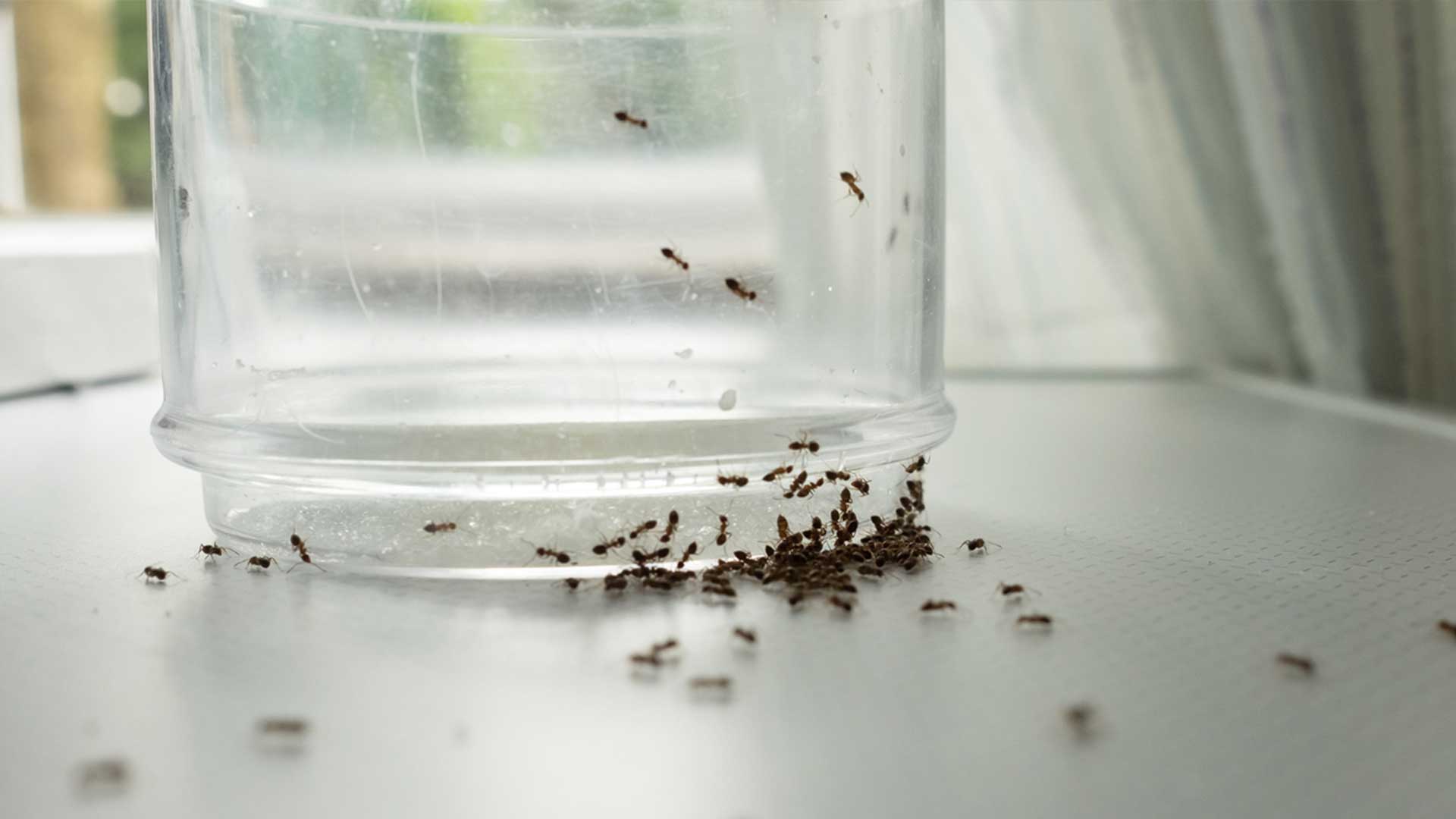 Ants crawling up side of glass in kitchen